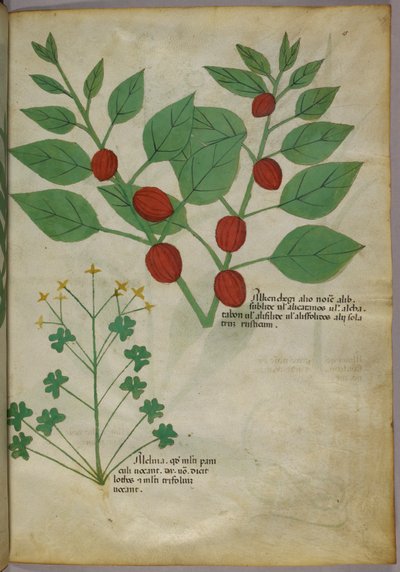 Illustrazione botanica di piante, 1440 circa (inchiostro e colore su pergamena) da Italian School
