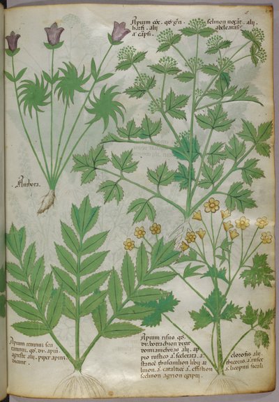 Illustrazione botanica di piante, 1440 circa (inchiostro e colore su pergamena) da Italian School