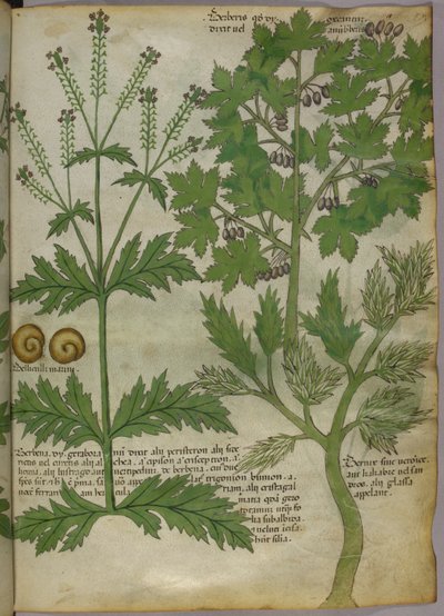 Illustrazione botanica di piante, 1440 circa (inchiostro e colore su pergamena) da Italian School