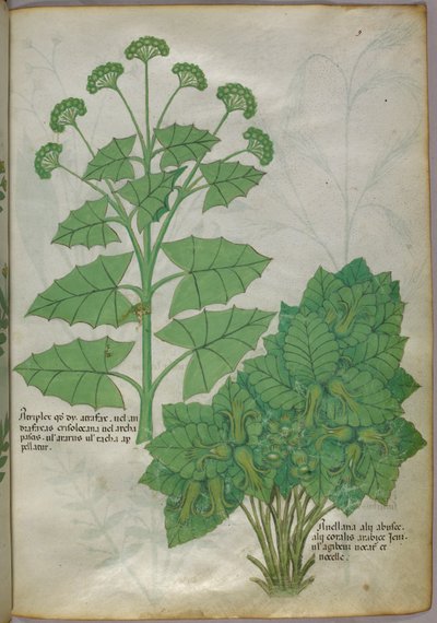 Illustrazione botanica di piante, 1440 circa (inchiostro e colore su pergamena) da Italian School