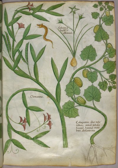 Illustrazione botanica di piante, tra cui una clematide, e di un serpente, 1440 circa (inchiostro e colore su pergamena) da Italian School