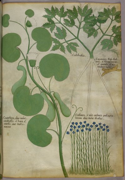 Illustrazione botanica di piante, compresi i fiori, 1440 circa (inchiostro e colore su pergamena) da Italian School