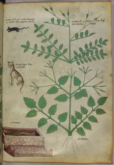 Illustrazione botanica di piante con un leopardo, un topo e un cadavere, 1440 circa (inchiostro e colore su pergamena) da Italian School