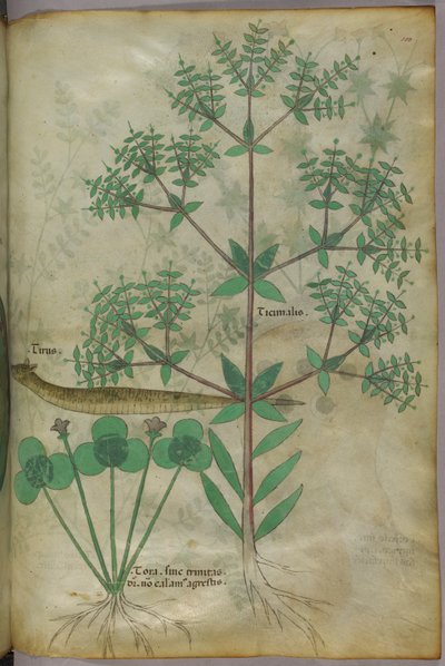 Illustrazione botanica di piante con un animale, 1440 circa (inchiostro e colore su pergamena) da Italian School