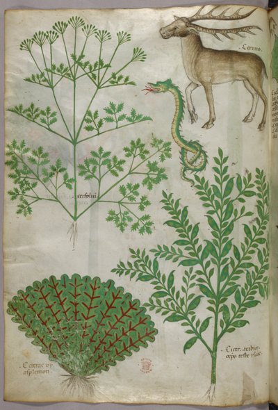 Illustrazione botanica di piante, un serpente e un cervo, 1440 circa (inchiostro e colore su pergamena) da Italian School