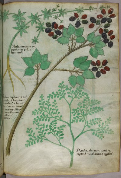 Illustrazioni botaniche di robbia [rubea]; mora [rubus]; ruta [ruta], 1440 circa (inchiostro e colore su pergamena) da Italian School