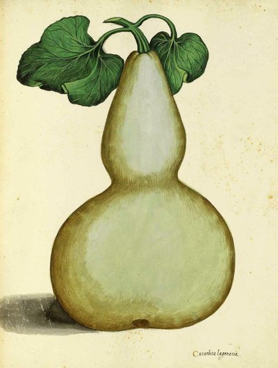 Zucca di Ulisse Aldrovandi da Italian School