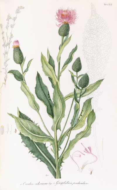 Cardus cichoraceus e Gnaphalium penduculare, 1811-1838 da Italian School