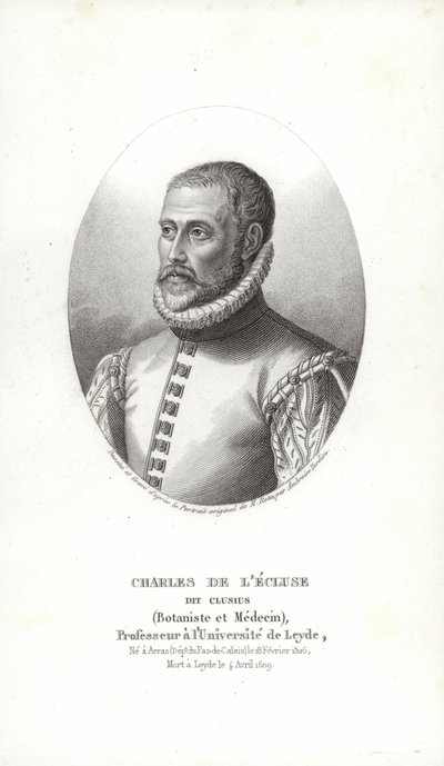 Carolus Clusius da Italian School