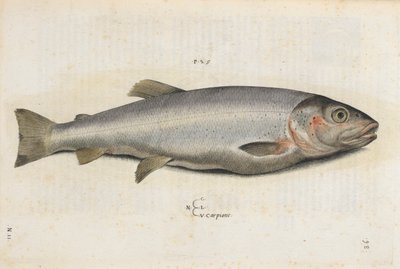 Pesce carpione, illustrazione da 
