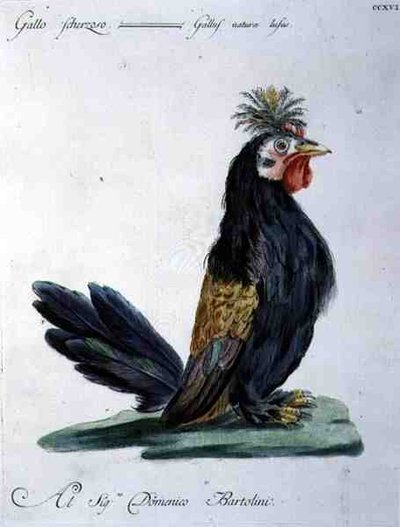Gallo, c.1767-76 da Italian School