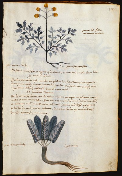 Cod. CCXXXVII Artemisia e lapparium, piante medicinali da un 