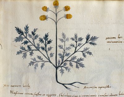 Cod. CCXXXVII Artemisia, pianta medicinale da un 