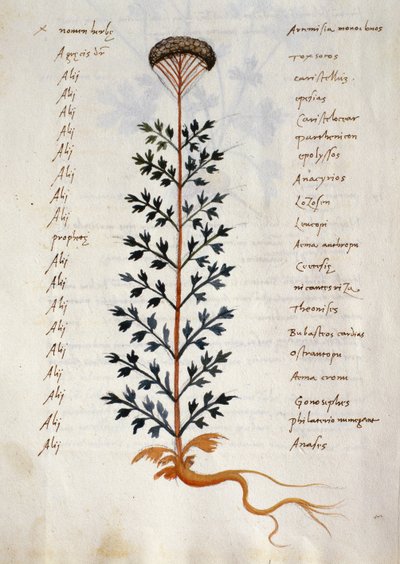 Cod. CCXXXVII Artemisia, pianta medicinale da un 