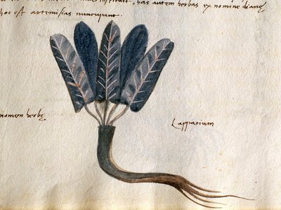 Cod. CCXXXVII Lapparium, piante medicinali da un 