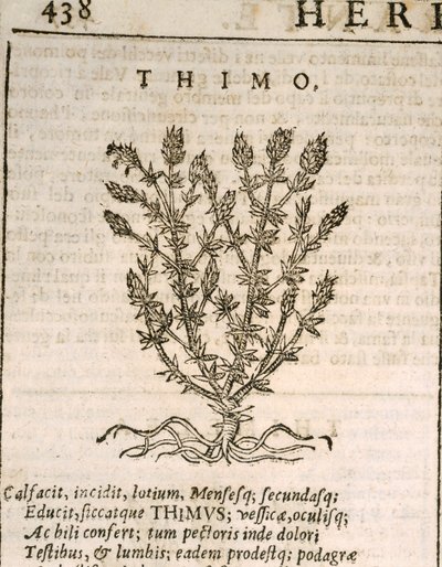 Timo comune (Thymus vulgaris), incisione di Castore Durante da Italian School
