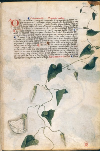 Pianta di convolvolo, illustrazione dal 
