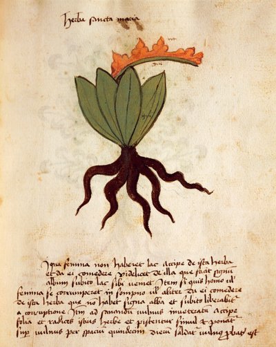Erba balsamica (Tanacetum balsamita) da Italian School