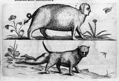Diversi tipi di mostri umani: la manticora, un gatto con gambe di bambino. Incisione da 