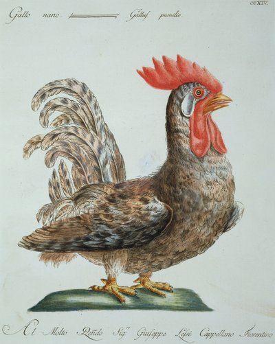 Gallo nano, c.1767-76 da Italian School