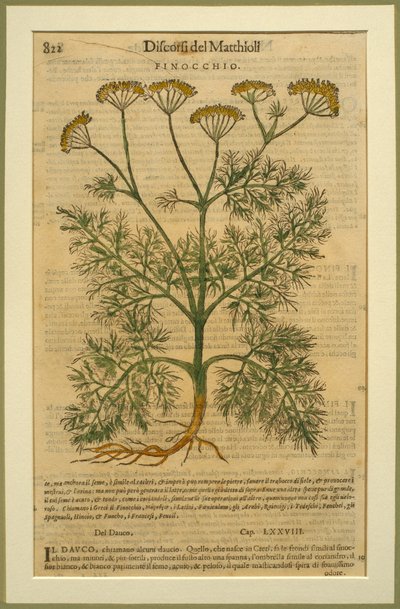 Finocchio, una tavola botanica dai Discorsi di Pietro Andrea Mattioli (1501-77) pubblicata a Venezia, 1570 da Italian School