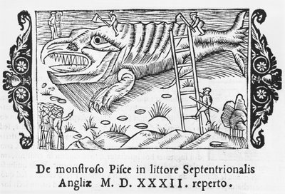 Mostro marino, illustrazione da Historia de Gentibus Septentrionalibus di Olaus Magnus (1490-1558), pubblicato a Roma, 1555 da Italian School