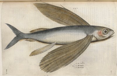 Pesce volante, illustrazione da 