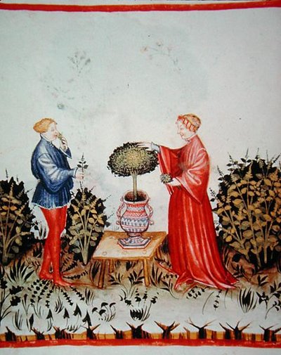 Fol.39v Raccolta del Basilico Curato, illustrazione da 