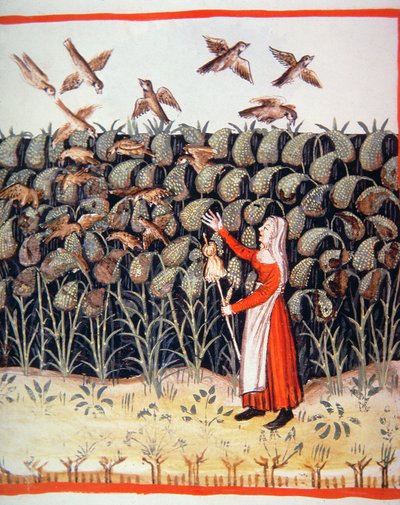 Fol.47v Miglio, illustrazione dal Tacuinum Sanitatis Codex Vindobonensis da Italian School