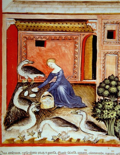 Allevamento di oche, illustrazione dal Tacuinum Sanitatis Codex Vindobonensis da Italian School
