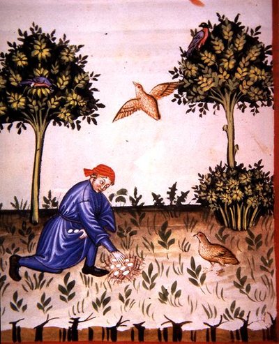 Fol.66v Raccolta di Uova di Pernice, illustrazione da 