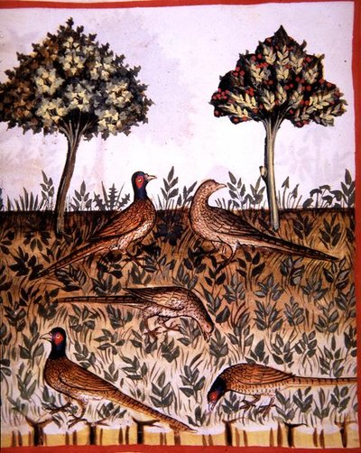 Fol.68v Fagiani, illustrazione da 