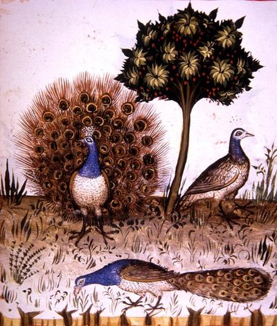 Fol.70r Pavoni, illustrazione da 