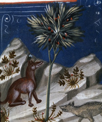 Volpe e lupo, illustrazione dal "Codex Justianus", 1350 da Italian School