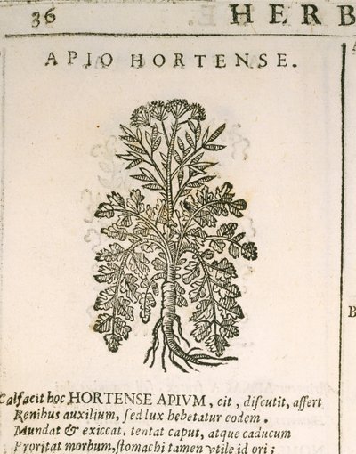 Prezzemolo (Petroselinum crispum), incisione di Castore Durante da Italian School