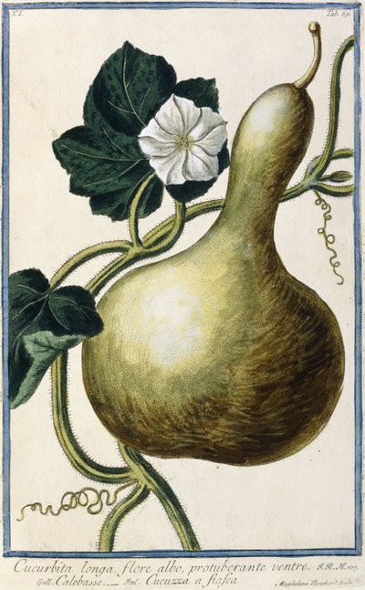 Zucca, 1772-1784 da Italian School