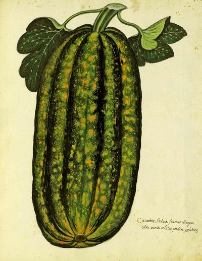 Zucca verde oblunga di Ulisse Aldrovandi, pubblicata in Piante Fiori Frutti da Italian School