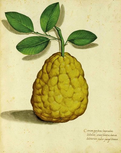 Limone antico di Ulisse Aldrovandi da Italian School