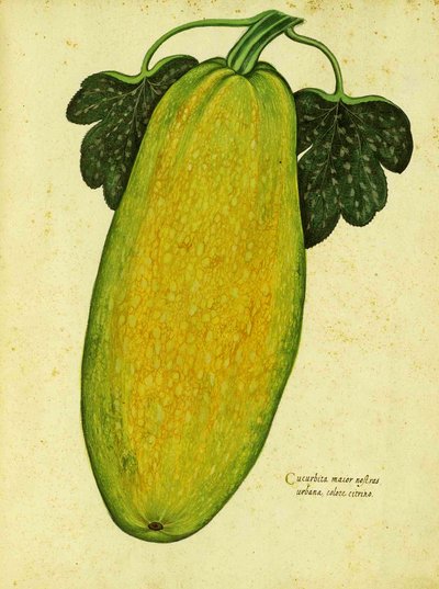 Zucca antica di Ulisse Aldrovandi da Italian School