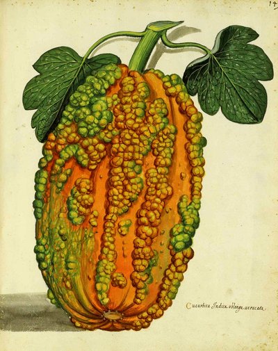 Zucca antica di Ulisse Aldrovandi da Italian School