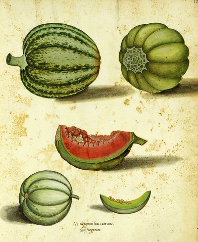 Zucca antica di Ulisse Aldrovandi da Italian School