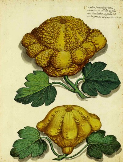 Zucca antica di Ulisse Aldrovandi da Italian School