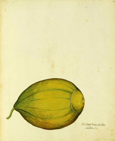Zucca antica di Ulisse Aldrovandi da Italian School