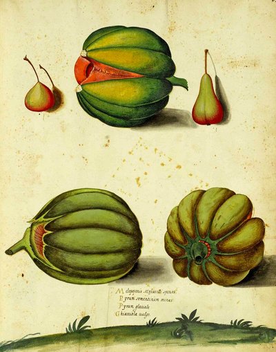 Zucca antica di Ulisse Aldrovandi da Italian School