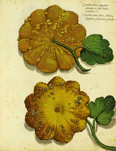 Zucca antica di Ulisse Aldrovandi da Italian School