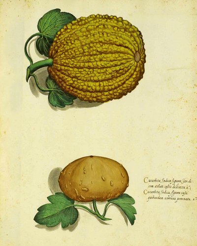 Zucca antica di Ulisse Aldrovandi da Italian School