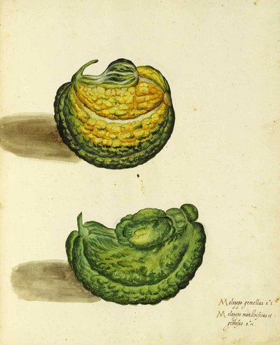 Zucca antica di Ulisse Aldrovandi da Italian School