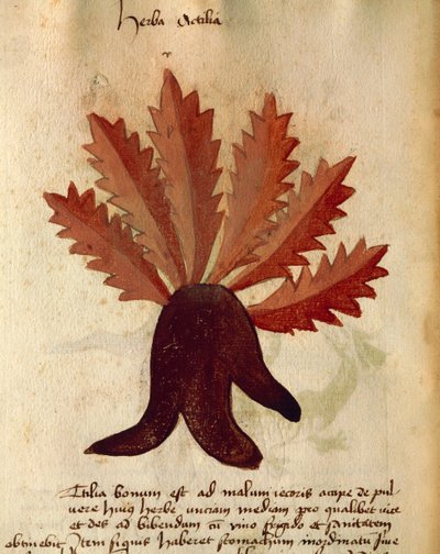 Herba Actila da Italian School