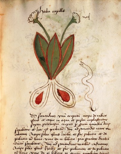 Herba Capillaria da Italian School