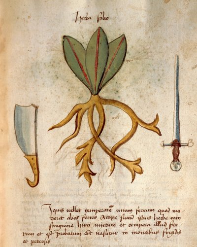 Herba Folio da Italian School
